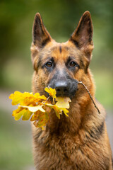 German shepherd in autumn, yellow leaves