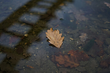 An oak leaf lies on the calm surface of the lake, in which the stairs are reflected