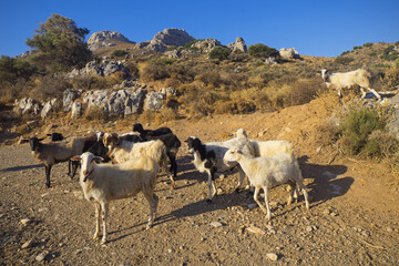 Grecja, Kreta góry pasące się kozy, piasek, krzaki stado greckich kóz