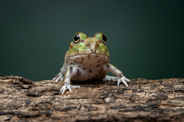 The Chaco Horned Frog (Chacophrys pierottii) or Lesser Chini Frog, is a species of frog in the family Ceratophryidae. 