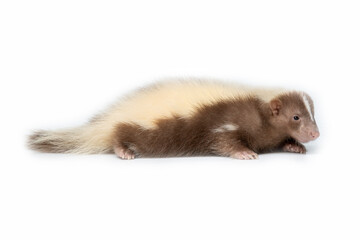 Skunk brown and cream-colored. The most common fur color of Skunks are black and white, and very few some skunks are brown and cream-colored.