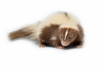 Skunk brown and cream-colored. The most common fur color of Skunks are black and white, and very few some skunks are brown and cream-colored.