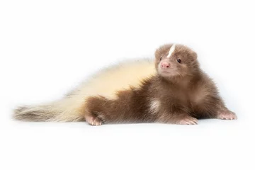Fotobehang Skunk brown and cream-colored. The most common fur color of Skunks are black and white, and very few some skunks are brown and cream-colored. © Lauren