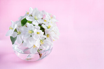 A beautiful sprig of an apple tree with white flowers in a glass vase against a pink background. Blossoming branch in a glass with water. Spring still life. Concept of spring or mom day
