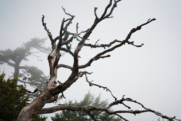Branches of a dry tree against the background of other trees in foggy weather