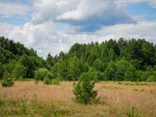 Lush green grass on field and hill, grasslands national park, val marie, saskatchewan