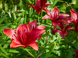 beautiful colorful meadow of wild flowers