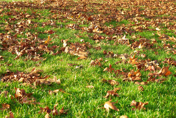 Yellow leaves in the autumn park