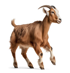brown goat walking on isolated background