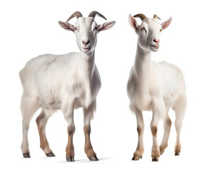set of male and female white goat on isolated background