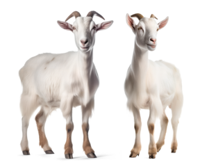 set of male and female white goat on isolated background