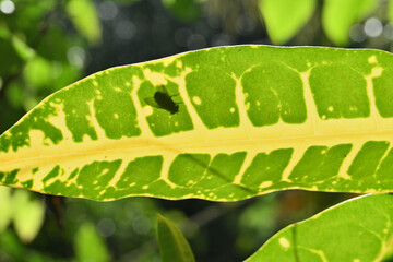 The shadow of a housefly on a yellow variegated Croton leaf is visible underneath © Pics Man24
