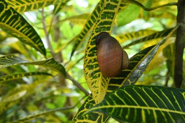 A Giant land snail is sticking to a yellow and green variegated Croton leaf.