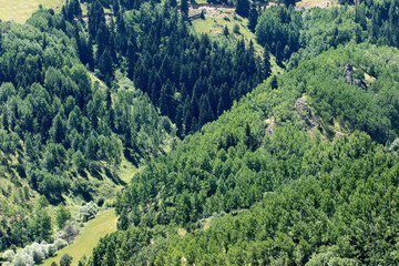 Fototapeta premium A mixed forest of oriental spruce and birch trees