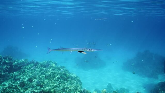 Sea pike swims over coral reef at cleaning station in sunshine, Slow motion. Needlefish or Garfish floats with opens mouth, cleaner fish clean them of parasites in blue water on sunny day in sunrays