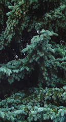 Christmas tree with cones