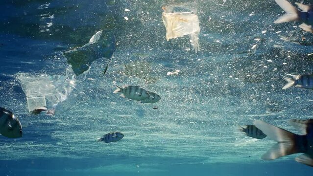 Closeup, Fishes feeds of polluted water in fatty layer, swimming among plastic waste in sun rays. School of Indo-Pacific sergeant eats fat from surface of water while swims in plastic debriss 