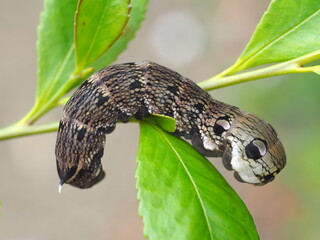 ビロードスズメの幼虫の生態写真