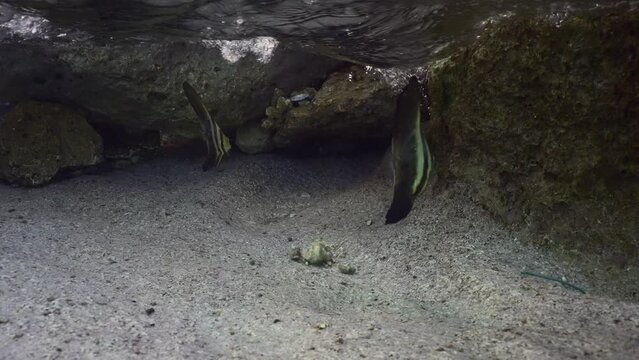 Two baby Bat fish floats under waves near shore, slow motion. Pair of juvenile Batfish (Platax orbicularis) swims in shallow water in surf zone next to rock reef over sandy bottom