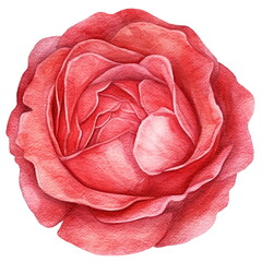 Red rose flower. Watercolor illustration created with Generative Ai technology