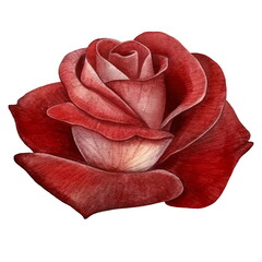 Dark red rose flower. Watercolor illustration created with Generative Ai technology