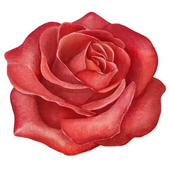 Red rose flower. Watercolor illustration created with Generative Ai technology