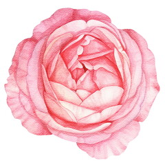 Pink rose flower. Watercolor illustration created with Generative Ai technology