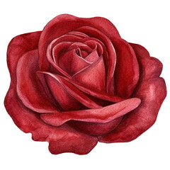 Dark red rose flower. Watercolor illustration created with Generative Ai technology