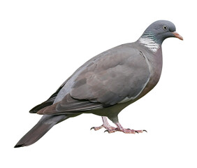 Wood pigeon (Columba palumbus), PNG, isolated on transparent background