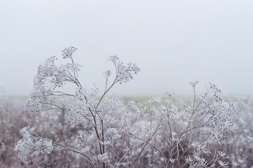 The first autumn frosts in the fields on a foggy morning
Dry grass and flowers in white frost