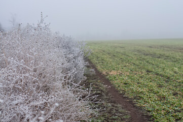 The first autumn frosts in the fields on a foggy morning
Dry grass in white hoarfrost and green...