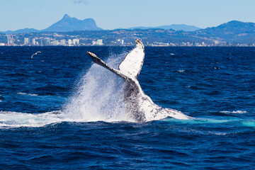 Humpback peduncle throw and Mt Warning