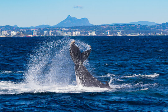 Humpback peduncle throw and Mt Warning