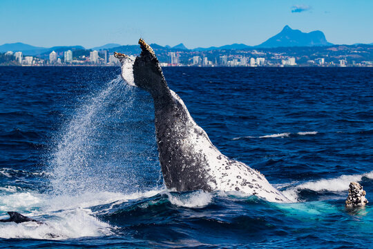 Humpback peduncle throw and Mt Warning