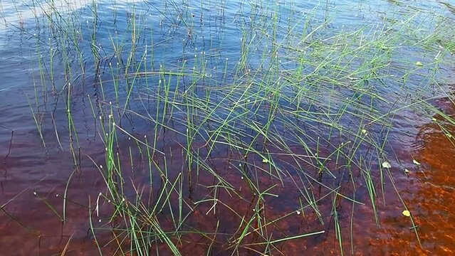 Marsh bog Eleocharis palustris is a species of herbaceous plants of the genus Bolotnitsa Eleocharis of the sedge family Cyperaceae. Slow motion. Lososinnoye lake, Karelia. Bogging of a reservoir.