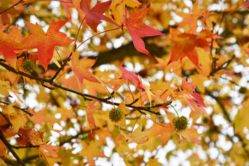 Amerikanischer Amberbaum