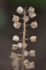 close up of seed © Beata