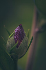 snail on a flower © Beata
