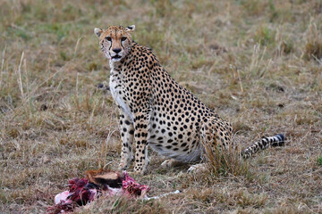Leopard with just caught prey