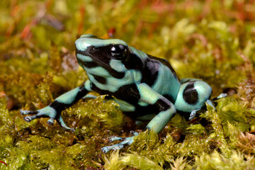 Goldbaumsteiger // Green Poison Frog (Dendrobates auratus) - Cahuita Nationalpark, Costa Rica