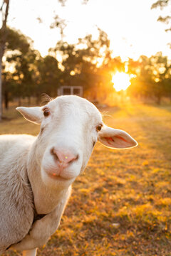 funny pet sheep face in the camera in golden sunset light