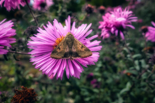 A gray moth sits on a bud of virgin aster, autumn has come and cloudy weather is all around, only buds of beautiful flowers color the gloomy weather, autumn still life