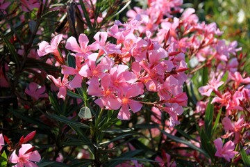 Colorful flowering oleander bushes on a sunny summer day, Budva, Montenegro