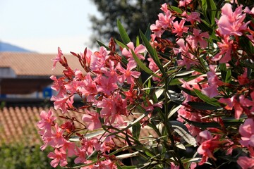 Colorful flowering oleander bushes on a sunny summer day, Budva, Montenegro