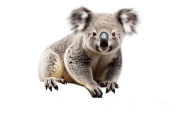 Naklejka na ściany i meble An illustration of a koala isolated on a white background, Generative Ai