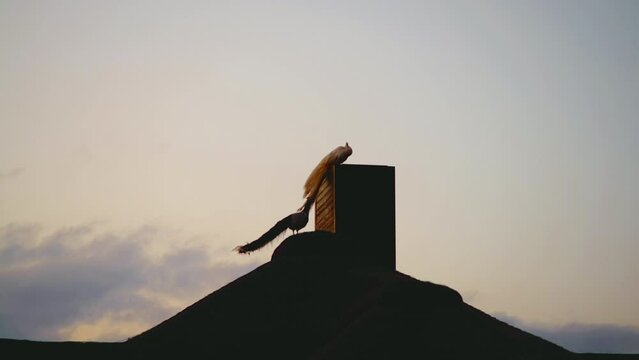 Two peacocks sat on the roof of a bungalow with a chimney against the evening sky