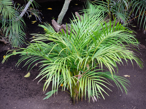 Areca - Chrysalidocarpus Lutescens.