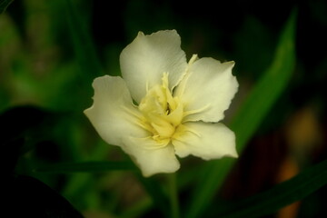 Fototapeta na wymiar Beautiful Light Yellow Kaner. Nerium Oleander flower