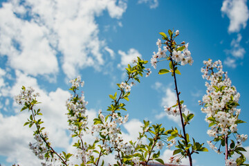 A tree with white flowers in front of a blue sky with clouds.