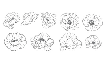 Poppy Flower Line Art, Fine Line Poppy Bouquets Hand Drawn Illustration. Coloring Page with Flowers.